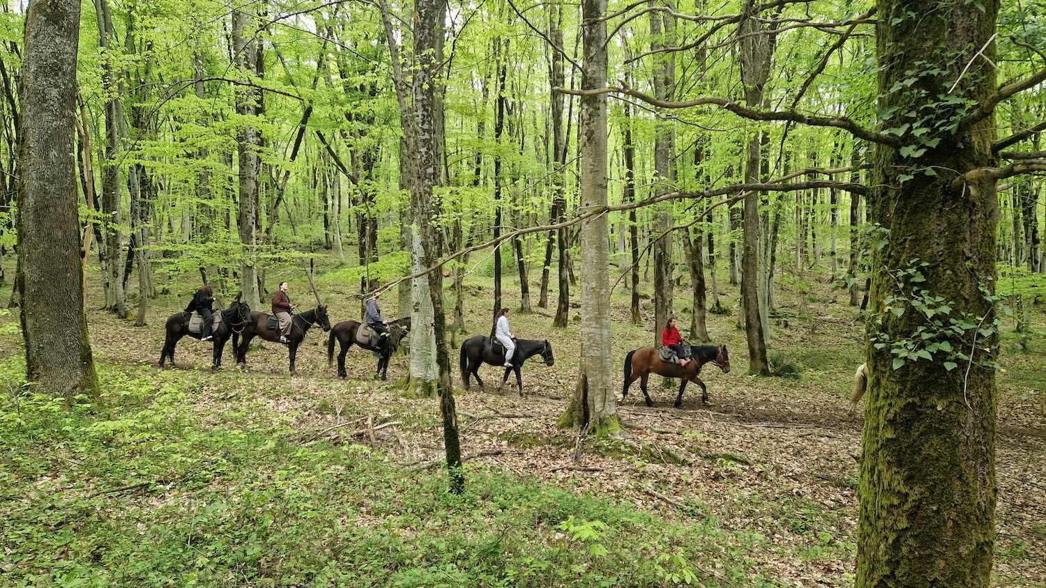конная прогулки в сочи через лесопарк , маршрут 1 час