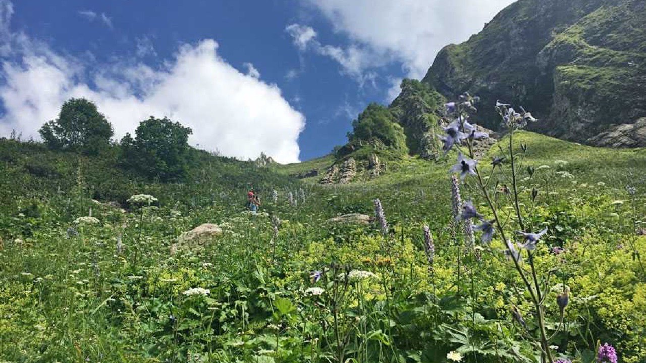 Разнотравье альпийских лугов под скалами, Красная Поляна